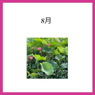 [8月のカレンダー]  今日から8月ですね！
夏本番🌞  松本城の蓮の花が見頃で、
早朝の朝日を浴びる蓮の花に癒されました🪷💕  いつもメイクスタジオを
ご利用頂きありがとうございます。  今月のメイクスタジオ
カレンダーです🗓  ご予約受付は
お電話又は、
インスタDMにてご相談ください。  今月もお客様との出逢いに
ワクワクしながら、
心を込めて対応させて頂きます💖  猛暑続く毎日ですので、
熱中症にご注意を⚠️  どうぞお身体ご自愛ください。  メイクレッスンは、
プロフィールのリンクからご覧下さい　@syi.iroyas  #化粧生活を明るく楽しく
#心地よく
#自分を大切にする美容
#メイクレッスン　
#メイク
#wakeupmakeup 
#化粧生活
#メイク大好き　
#makeup
#毎日のメイク
#everydaymakeup
#cosmetics
#コスメ　#化粧品　
#毎日をカラフルに
#彩り溢れる生活を
#ワクワクする毎日を
#蓮の花